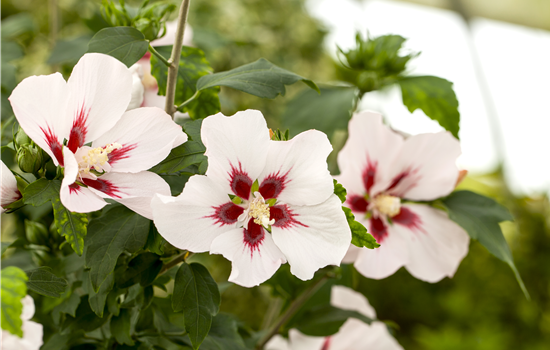 Hibiscus syr. 'Hamabo'