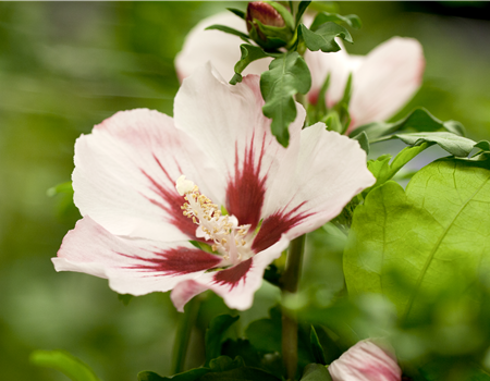 Hibiscus syr. 'Mathilda'