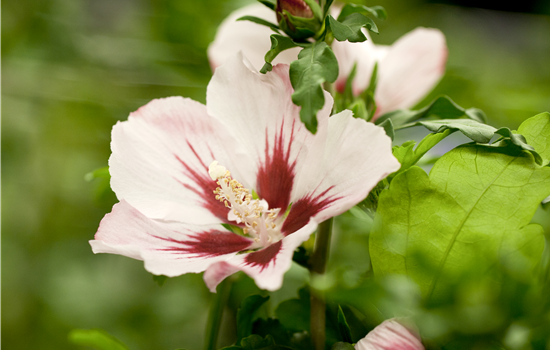 Hibiscus syr. 'Mathilda'