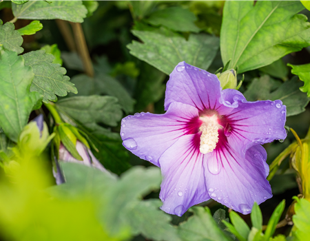 Hibiscus syr. 'Marina'