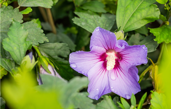 Hibiscus syr. 'Marina'