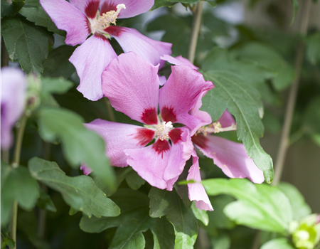 Hibiscus syr. 'Woodbridge'