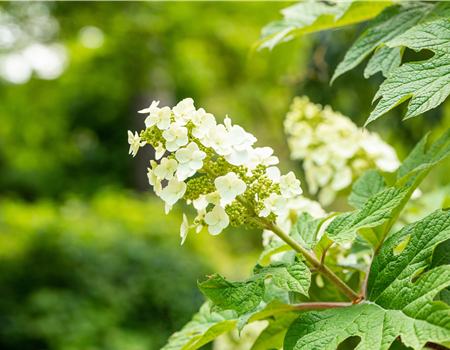 Hydrangea quercifolia 'Ice Cristal'