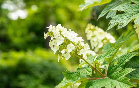 Hydrangea quercifolia 'Ice Cristal'
