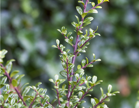 Ilex cren. 'Glory Gem'