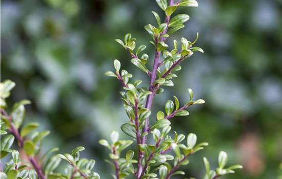 Ilex cren. 'Glory Gem'