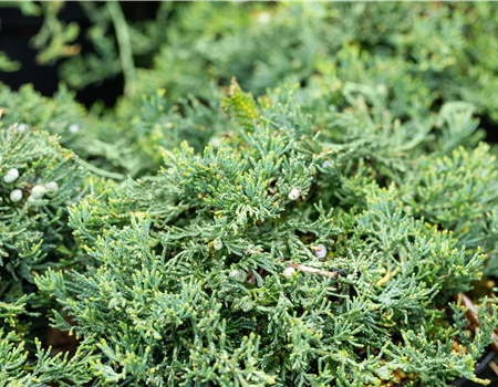 Juniperus horiz. 'Wiltonii'(Glauca)