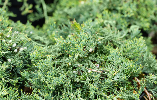 Juniperus horiz. 'Wiltonii'(Glauca)