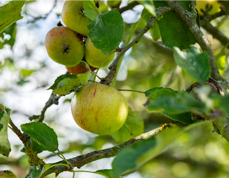 Malus dom. 'Cox Orangen Renette'