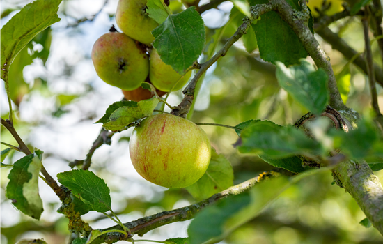 Malus dom. 'Cox Orangen Renette'