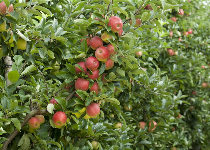 Klebefallen entfernen Klebefallen entfernen