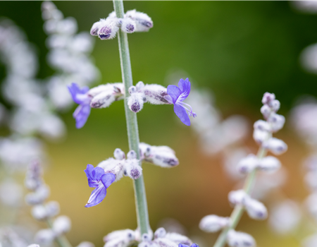 Perovskia atriplicif. 'Blue Spire'