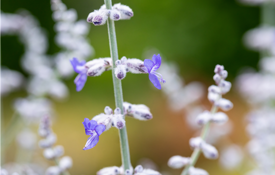 Perovskia atriplicif. 'Blue Spire'