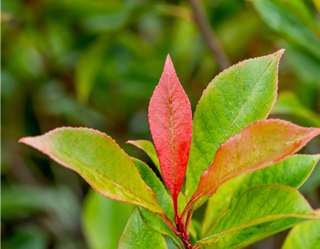Photinia fras. 'Carre Rouge'