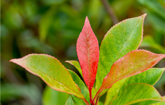 Photinia fras. 'Carre Rouge'