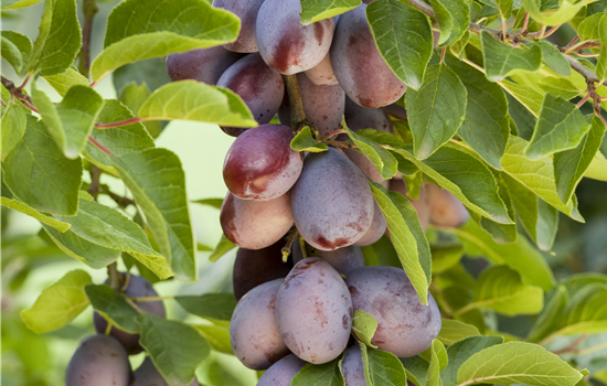 Prunus dom. 'Hauszwetschke' Prunus dom. 'Hauszwetschke'