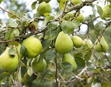 Pyrus com. 'Alexander Lukas' Pyrus com. 'Alexander Lukas'