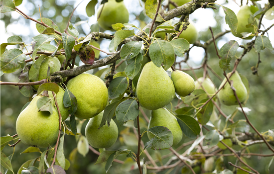 Pyrus com. 'Alexander Lukas' Pyrus com. 'Alexander Lukas'