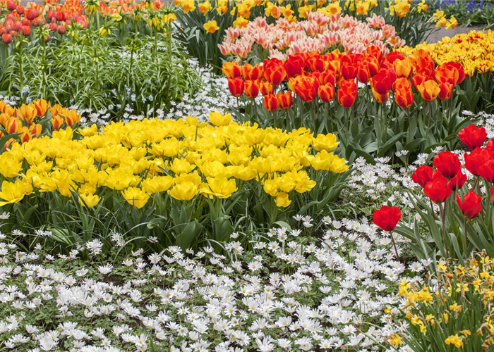 Tolle Frühblüher starten bunt ins Gartenjahr
