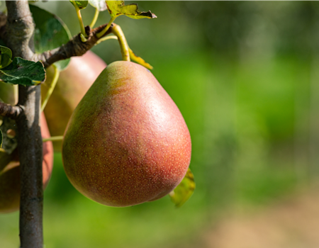 Pyrus com. 'Nordhäuser Forellenbirne'