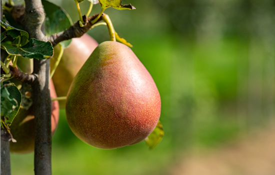 Pyrus com. 'Nordhäuser Forellenbirne'