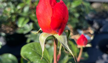 'Anne Vanderlove'