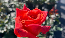 'Anne Vanderlove'