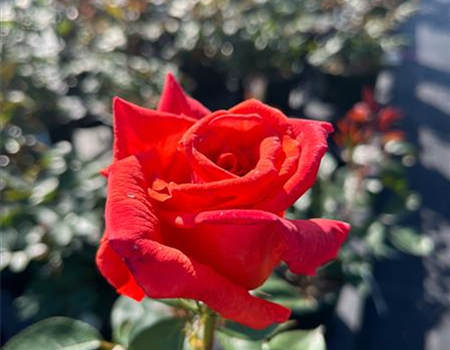 Rosa 'Anne Vanderlove' Rosa 'Anne Vanderlove'