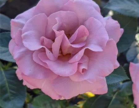 Rosa 'Blue Girl' Rosa 'Blue Girl'