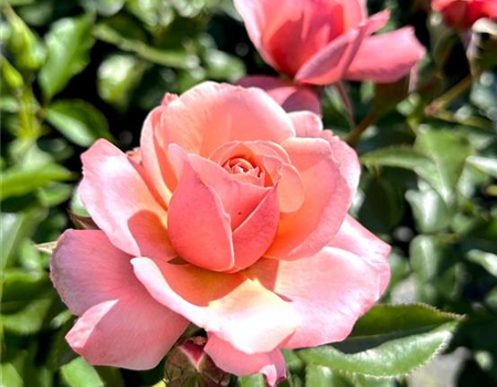 Rosa 'Botticelli' Rosa 'Botticelli'