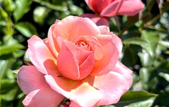 Rosa 'Botticelli' Rosa 'Botticelli'