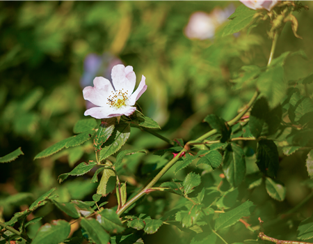 Rosa canina 'Inermis'
