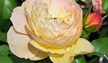 Strauchrose 'Chateau de Cheverny'®