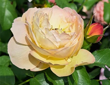 Rosa 'Chateau de Cheverny'