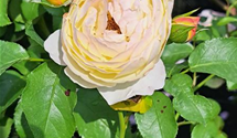 Strauchrose 'Chateau de Cheverny'®