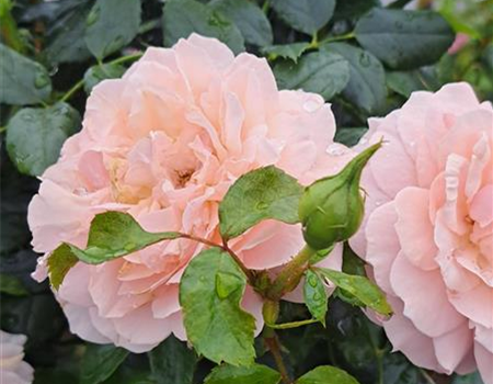 Rosa 'Garden of Roses'