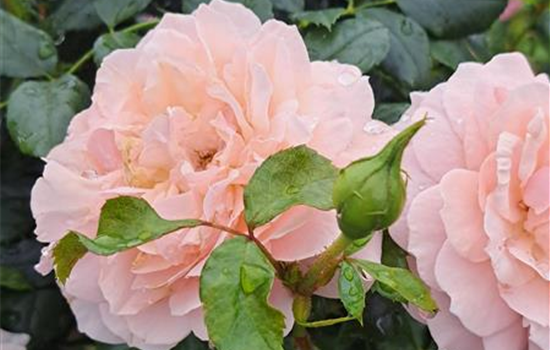 Rosa 'Garden of Roses'