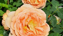 Strauchrose 'Golden Celebration'®