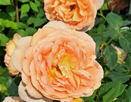 Rosa 'Golden Celebration'