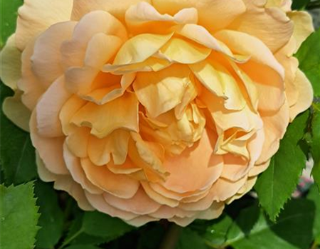 Rosa 'Golden Celebration'