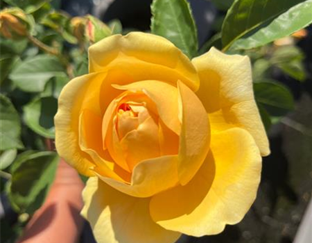 Rosa 'Graham Thomas'