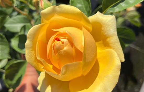 Rosa 'Graham Thomas'