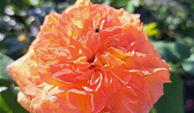 'Henry Delbard'