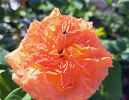 Rosa 'Henry Delbard' Rosa 'Henry Delbard'