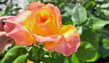 'Henry Delbard'