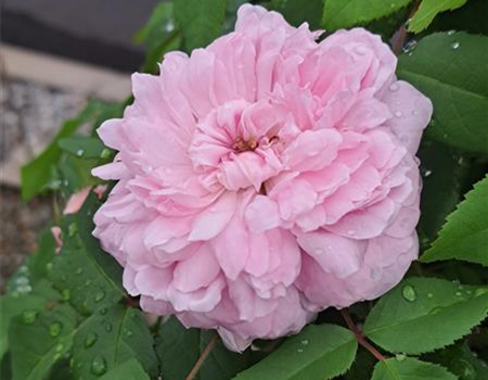 Rosa 'Jacques Cartier' Rosa 'Jacques Cartier'