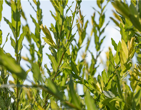Salix purpurea 'Nana' (Gracilis)