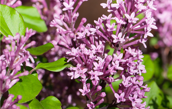 Syringa meyeri 'Palibin' (velutina)