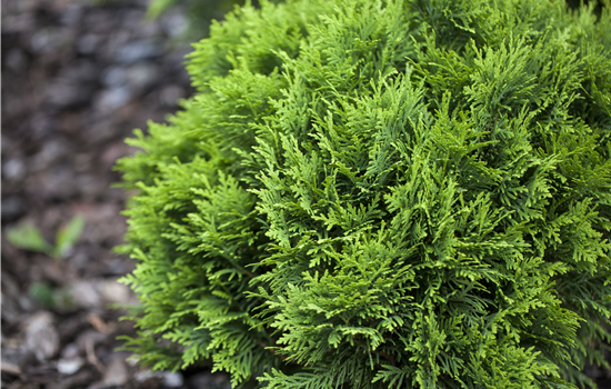 Thuja occid. 'Mecki'