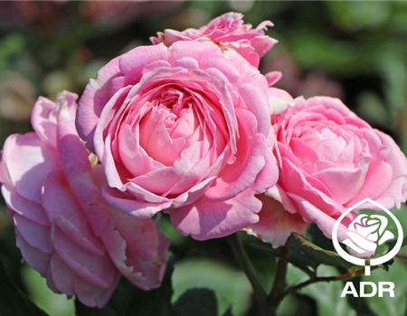 Rosa 'Rosengräfin Marie Henriette'